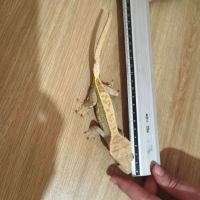 Vend terrarium complet avec gecko à crête #2