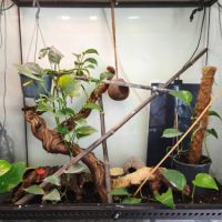 Vend terrarium complet avec gecko à crête #3