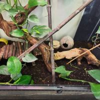 Vend terrarium complet avec gecko à crête #5