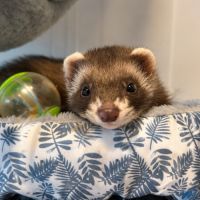Petite furette magnifique de 3 mois à vendre #1