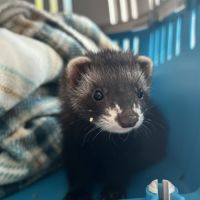 Petite furette magnifique de 3 mois à vendre