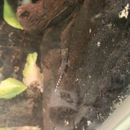 Bébés geckos tokays