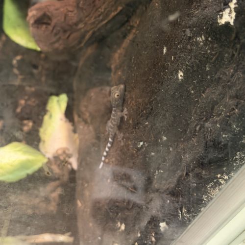 Bébés geckos tokays #2