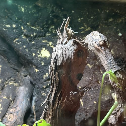Bébés geckos tokays #3