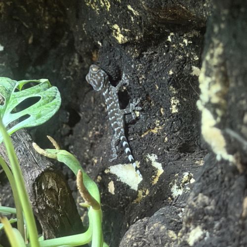 Bébés geckos tokays #6