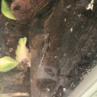 Bébés geckos tokays #2