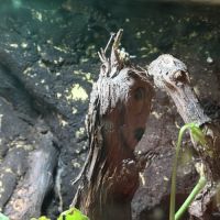 Bébés geckos tokays #3