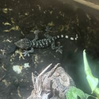 Bébés geckos tokays #5