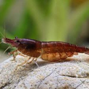 Crevettes chocolat