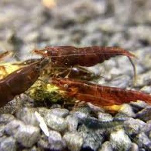 Crevettes chocolat #4