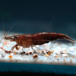 Crevettes chocolat #5