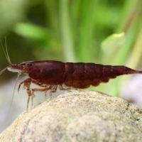 Crevettes chocolat #2