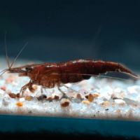 Crevettes chocolat #5