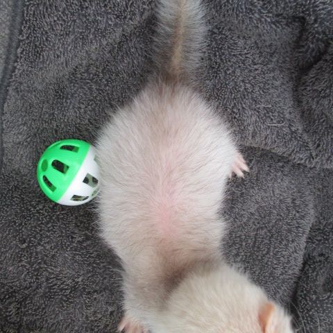 Bébé furet femelle couleur sliver #3