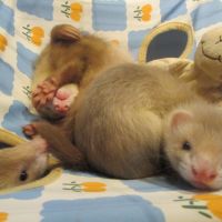 Bébé furet femelle couleur sliver #1