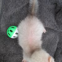 Bébé furet femelle couleur sliver #3