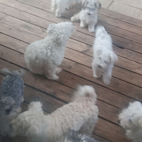 Magnifiques bichons maltais #1