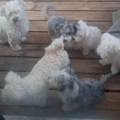 Magnifiques bichons maltais #2