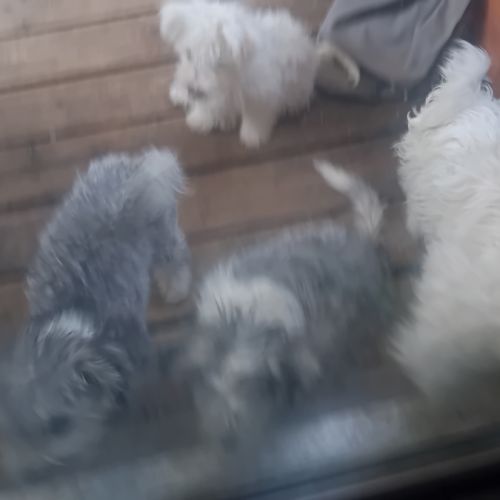 Magnifiques bichons maltais #5