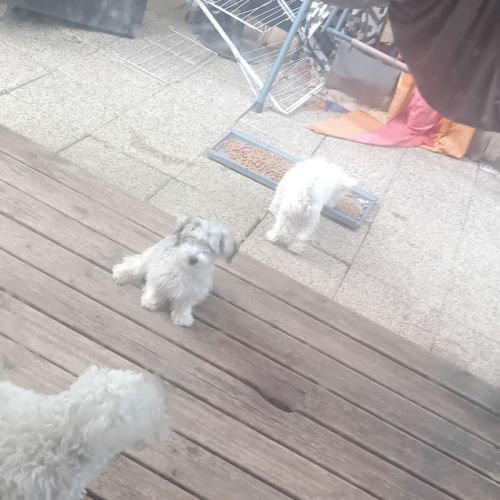 Magnifiques bichons maltais #7