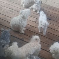 Magnifiques bichons maltais #1