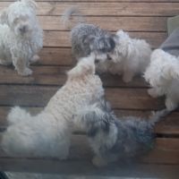 Magnifiques bichons maltais #2