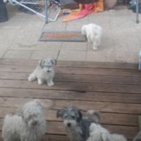 Magnifiques bichons maltais