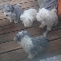 Magnifiques bichons maltais #4