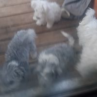 Magnifiques bichons maltais #5