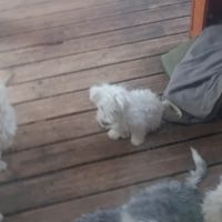 Magnifiques bichons maltais #6