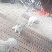 Magnifiques bichons maltais #7