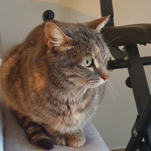 Chatte européenne tâches marrons #3