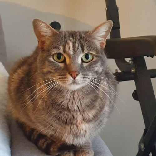 Chatte européenne tâches marrons