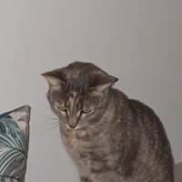 Chatte européenne tâches marrons #1