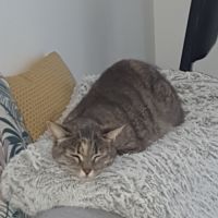 Chatte européenne tâches marrons #2