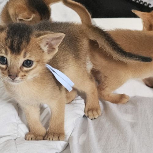 Chatons abyssin loof #1