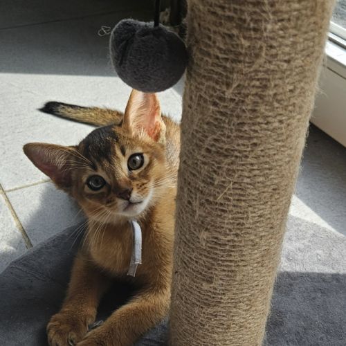 Chatons abyssin loof