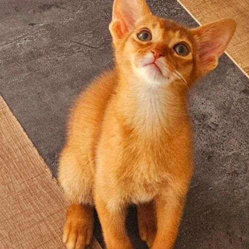 Chatons abyssin loof