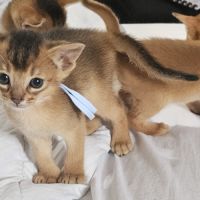 Chatons abyssin loof #1