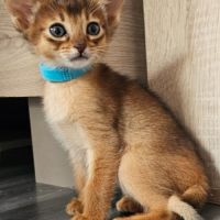 Chatons abyssin loof #2