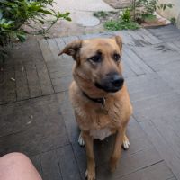 Femelle croisée belge #0