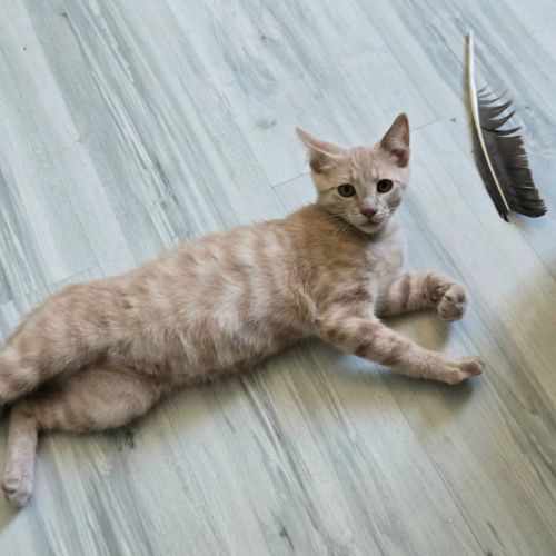 Mickey - adorable chaton #2