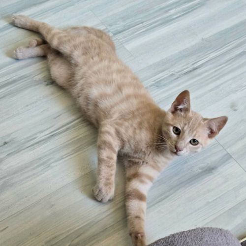 Mickey - adorable chaton #3