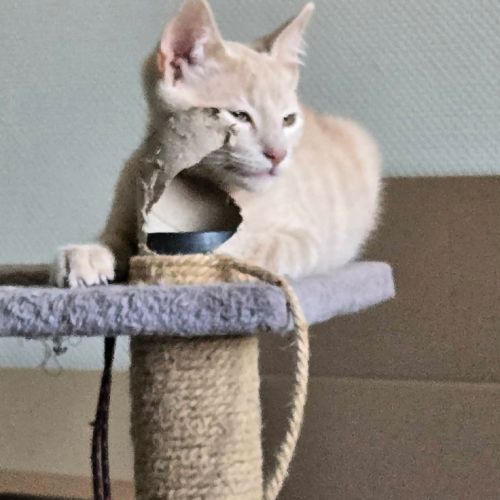 Mickey - adorable chaton #5