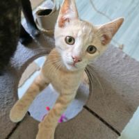 Mickey - adorable chaton #1