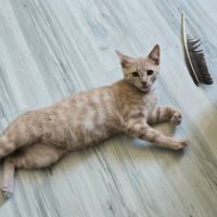 Mickey - adorable chaton #2