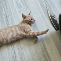 Mickey - adorable chaton #4