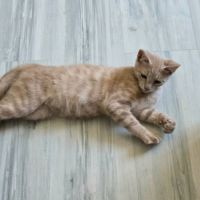 Mickey - adorable chaton #6