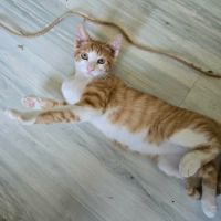 Pikachu-adorable chaton #1