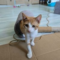 Pikachu-adorable chaton #2
